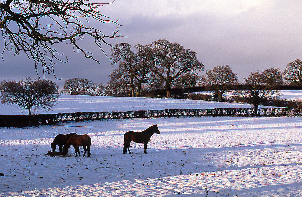 Winter Wintry Scene at Bramshaw